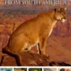 Animals from South America