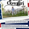 De Dutch Cow Girl