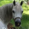 Dream of Fair Horses