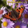 Fotografie: vlinderfotografie fototips