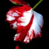 New Moon