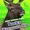 Rocky Mountain Elk